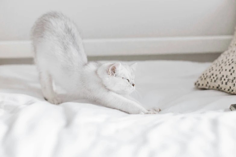 white cat with tail up playing with pillows