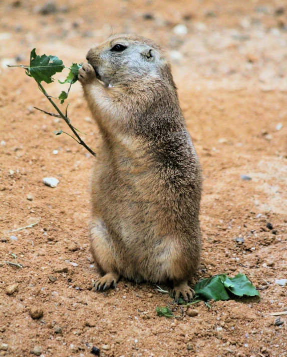 the meerkat is eating from a nch of a tree