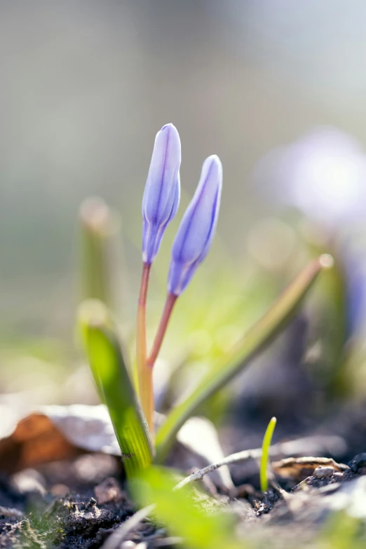 tiny purple flowers in the middle of the grass