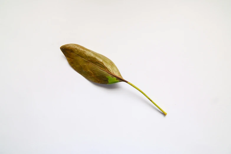 a large leaf on a thin stem is on the white surface