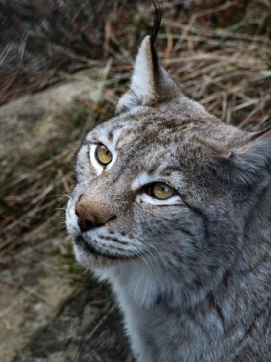 a very cute gray cat looking off in the distance