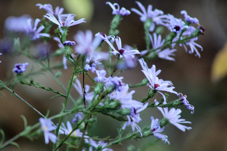 some very pretty purple flowers growing by some bushes