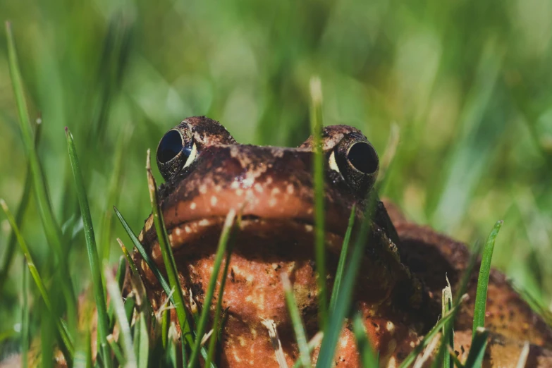 the frog is looking up with eyes closed