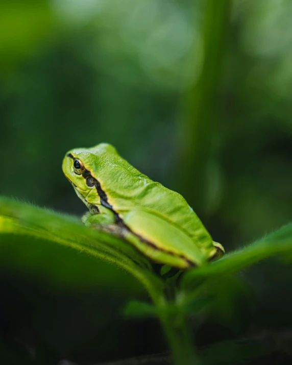 the small, green frog is sitting on top of the green leaf