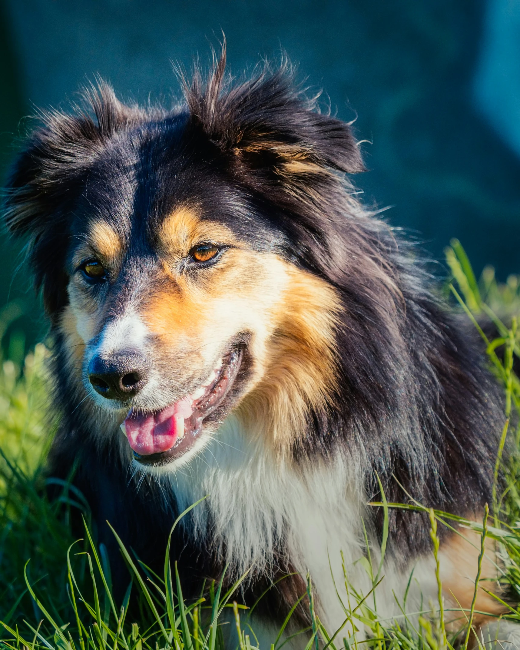 a dog sitting in some tall grass with a smile on its face