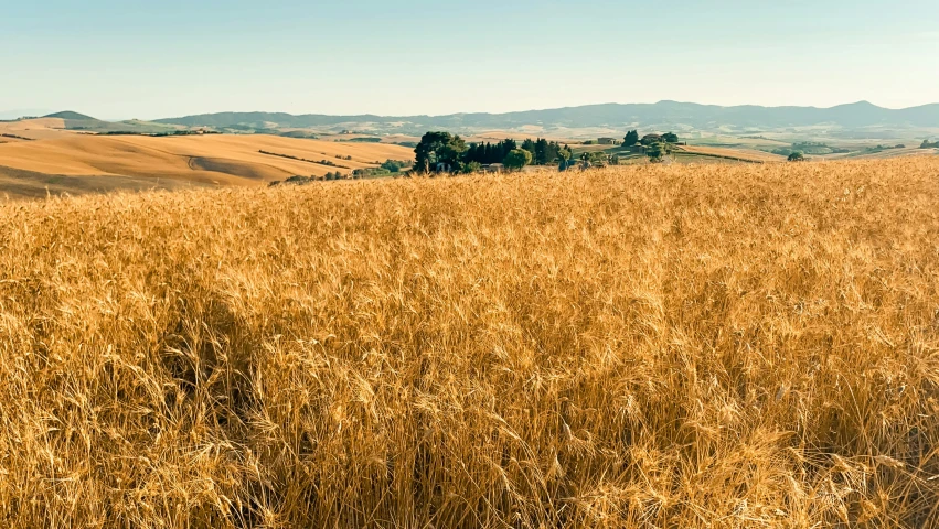 a horse standing in the middle of tall dry grass