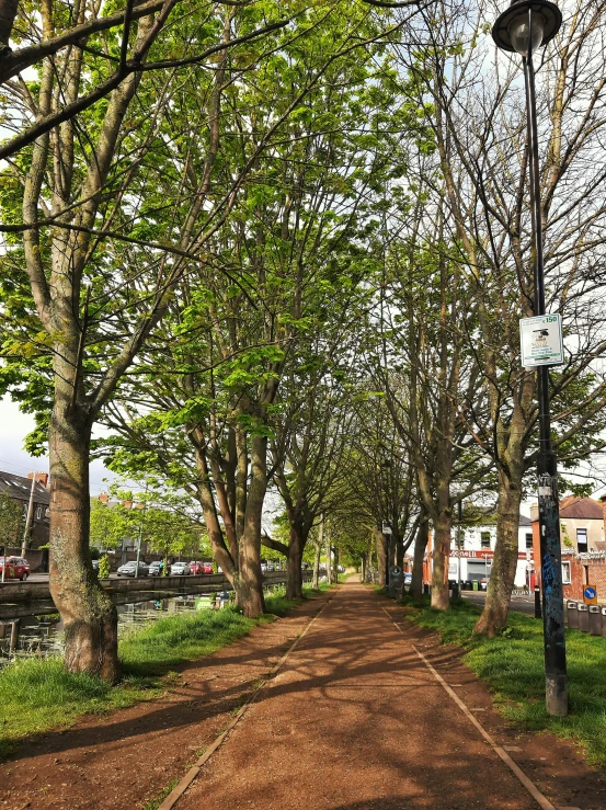 some trees on a tree lined street by some cars