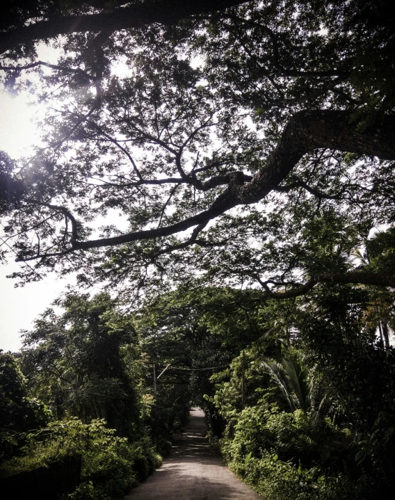 an open road with trees and bushes surrounding it