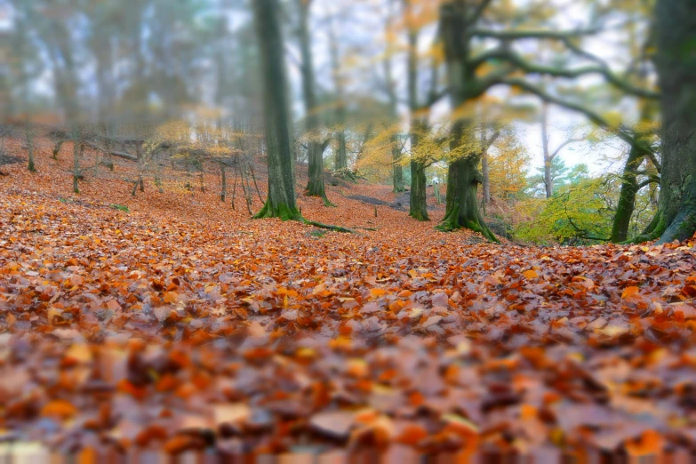 a lush green forest covered in lots of leaf