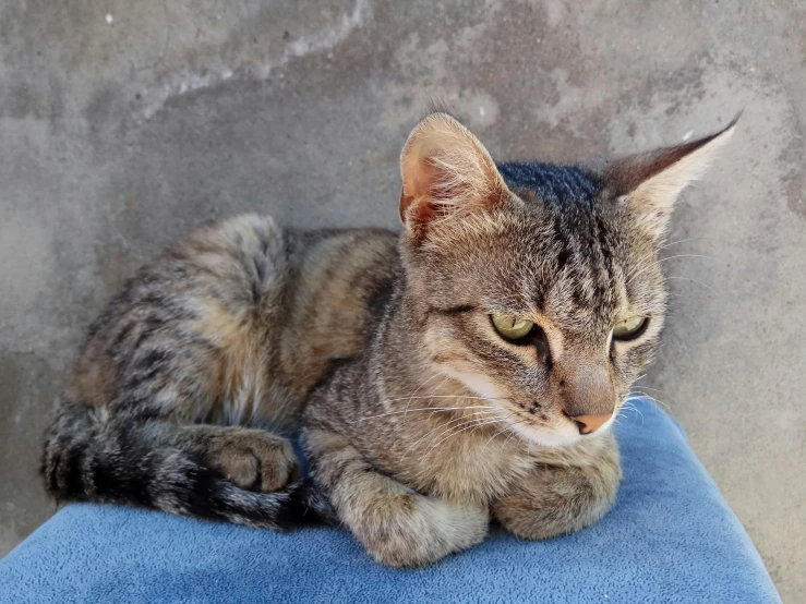 a cat sitting on top of a blue chair with a blurry background