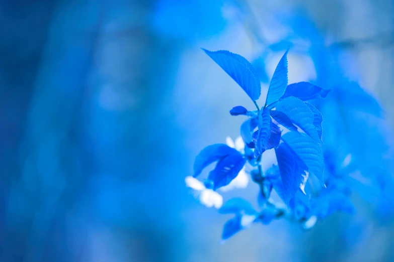 bright blue flowers with small buds and leaves