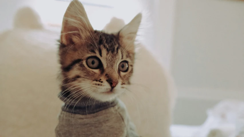 a cat is staring into the camera with a sweater around its neck