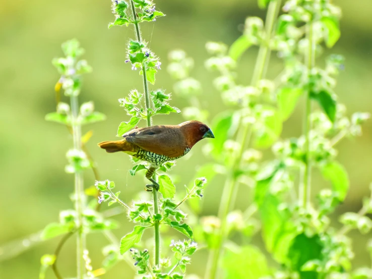 a small bird sitting on top of a green plant