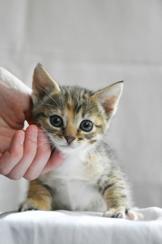 there is a small orange and white kitten that is being petted