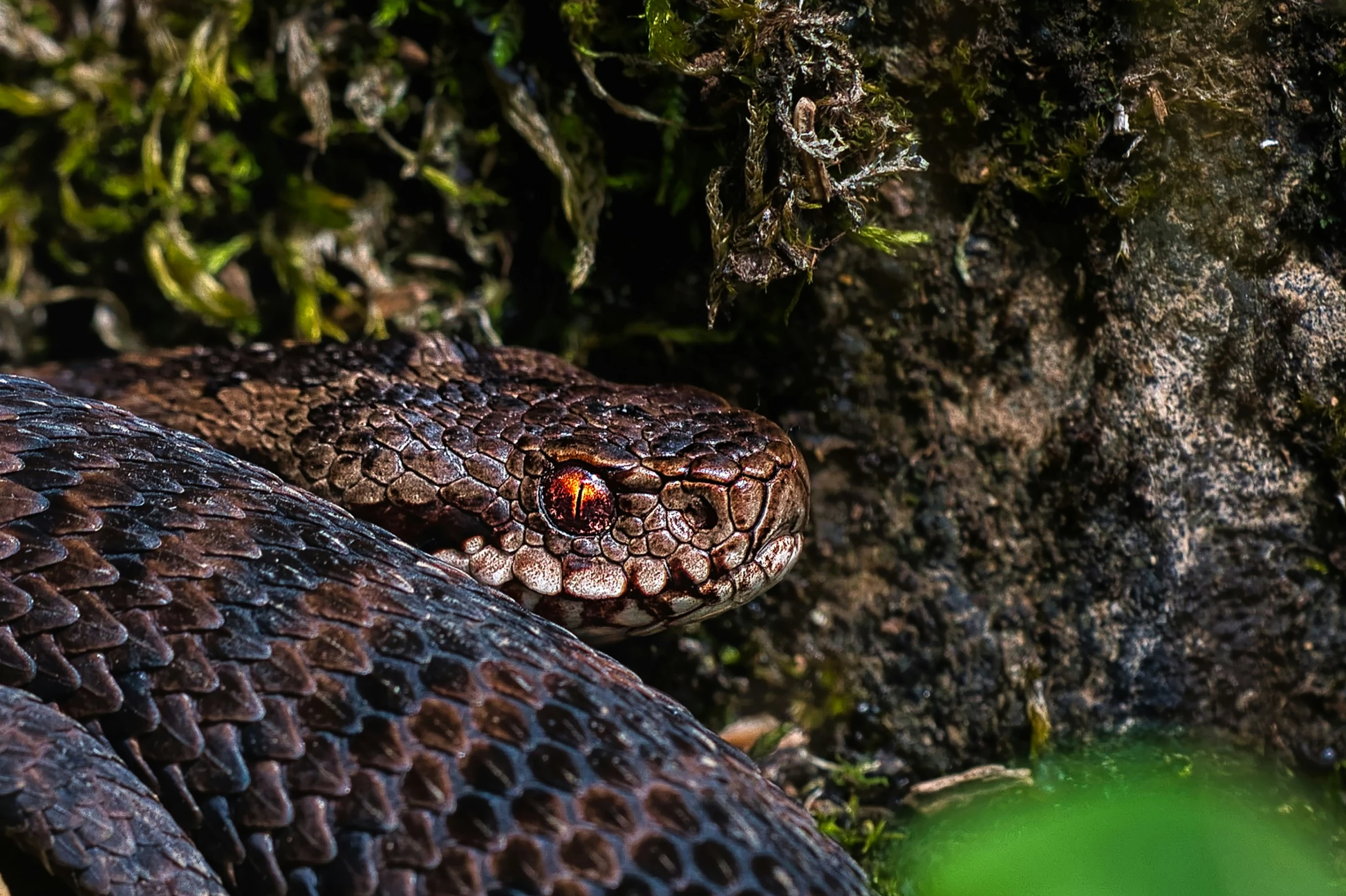 a very cute looking snake laying on some rocks