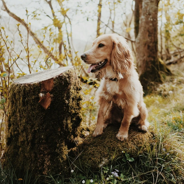 dog is standing next to a stump that has been carved into it