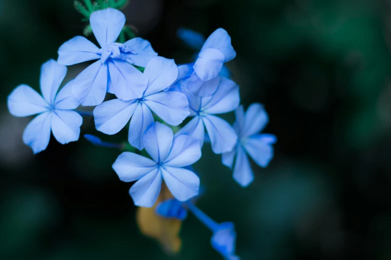 small blue flowers bloom in the forest