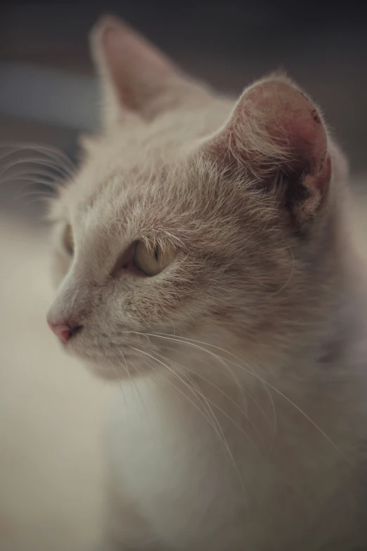 an adorable cat with green eyes looking at soing