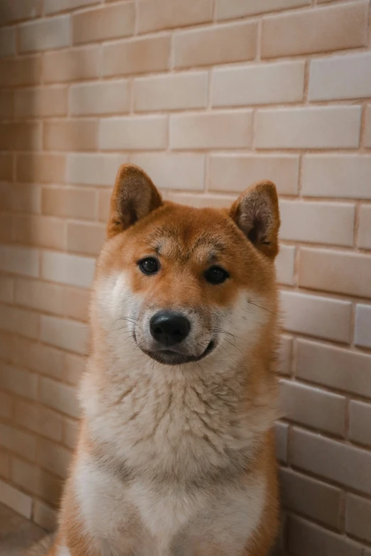 a brown and white dog is sitting next to brick wall