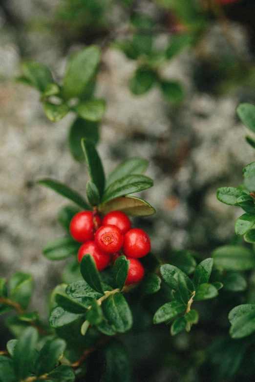 a nch with red berries next to rocks and green leaves