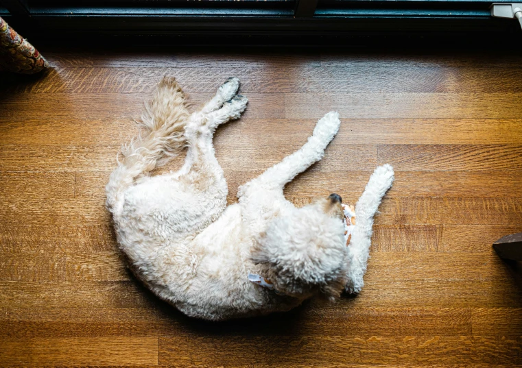 a white cat laying down on its back