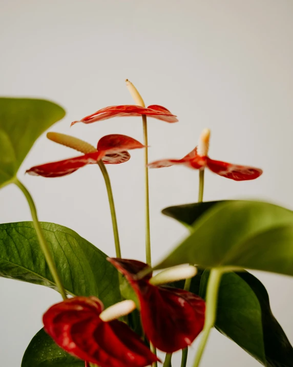 several red flowers are in a white vase