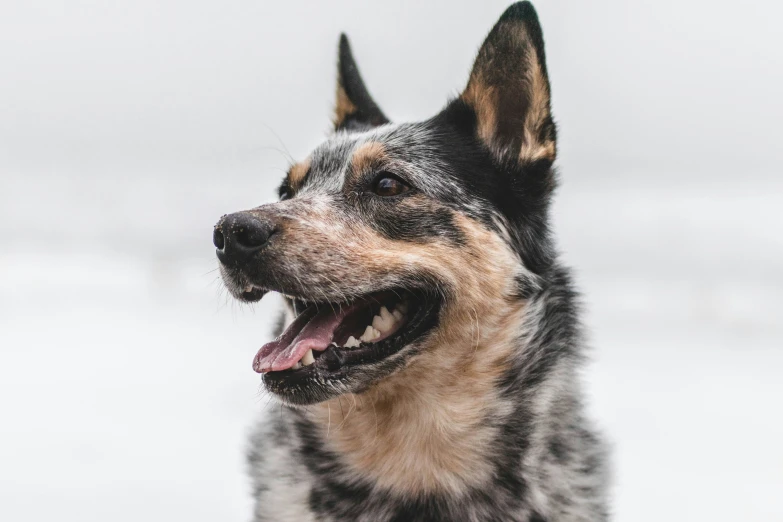 a dog that is smiling with a white background