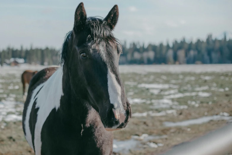 a horse stands by a fence in a field