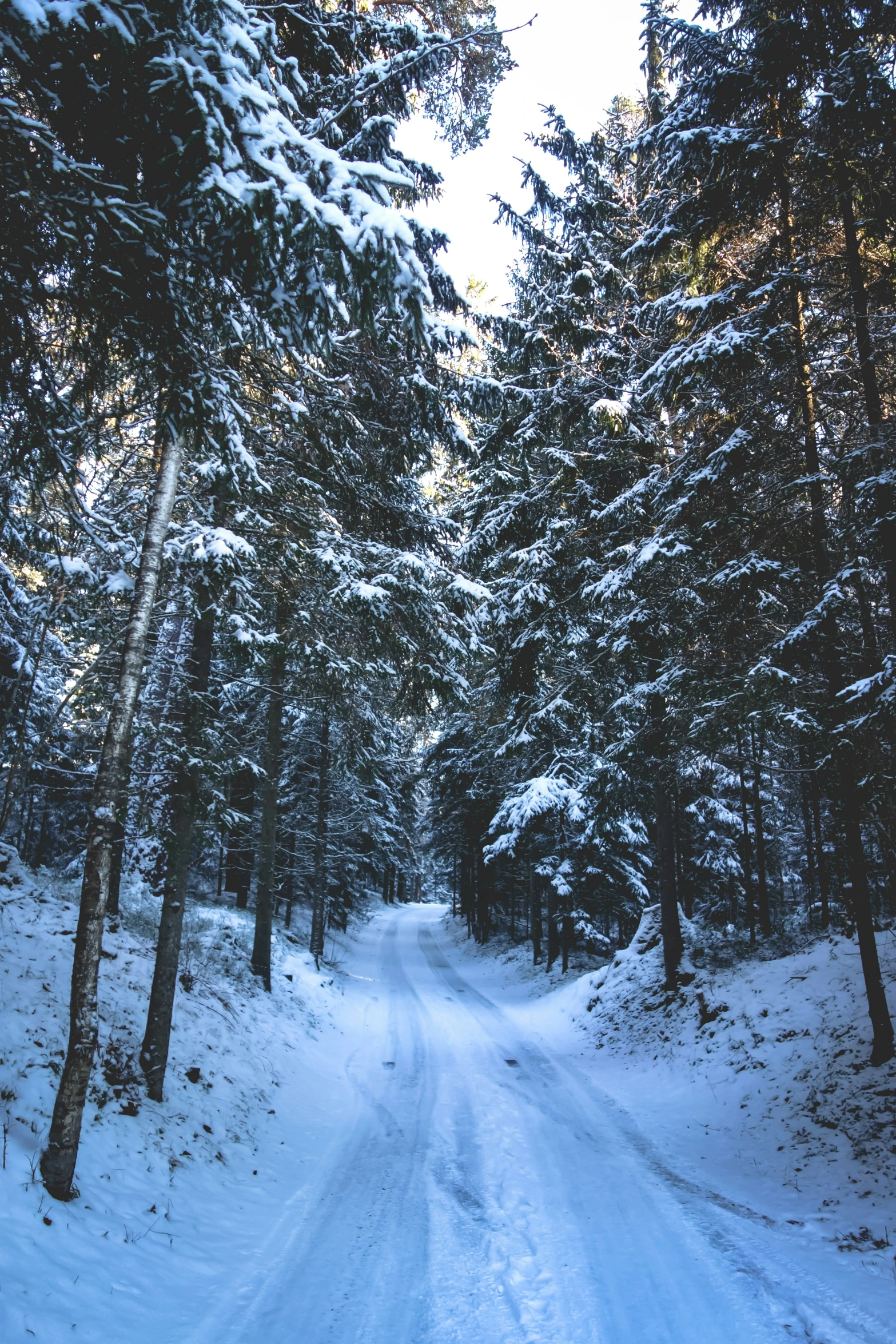 a path that runs through the woods in the snow