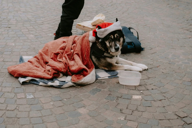 a dog is dressed up for christmas by someone