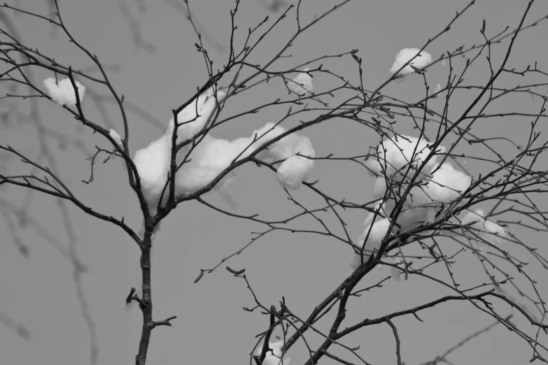 black and white pograph of tree nches with snow on top