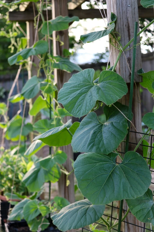 a vine with green leaves in the backyard garden