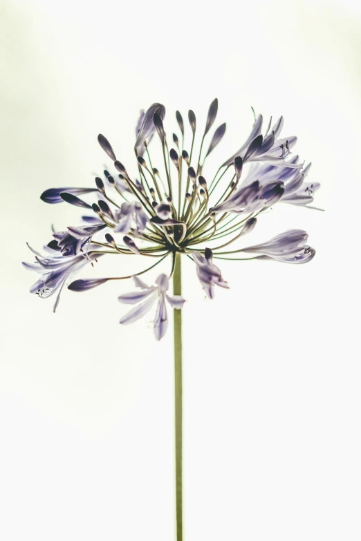 close up image of flower with sky in background