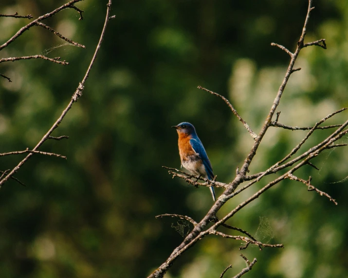 a small blue bird sitting on top of a nch