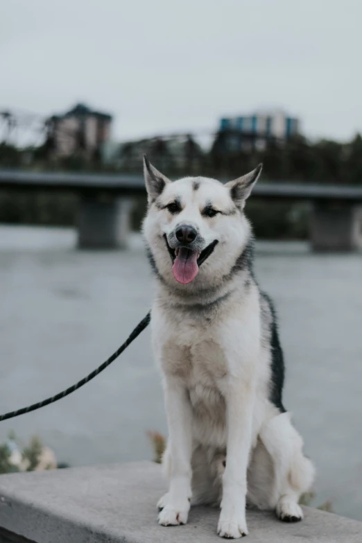 white and black dog sitting on the edge of a concrete pier