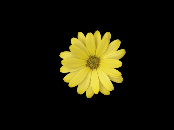 a yellow daisy against a black background