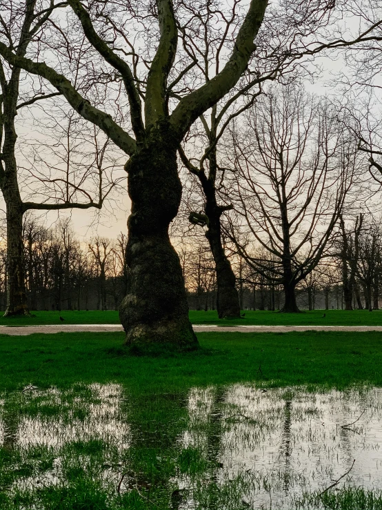 a tree that is standing in the grass