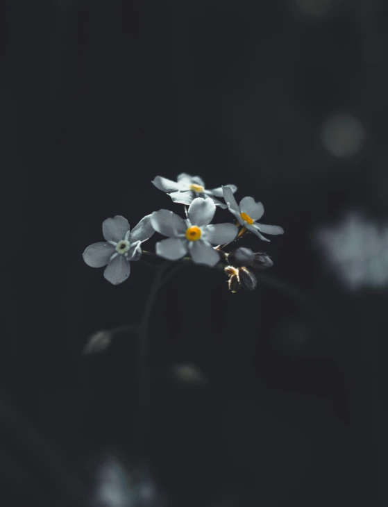 three white flowers are on a nch against a dark background