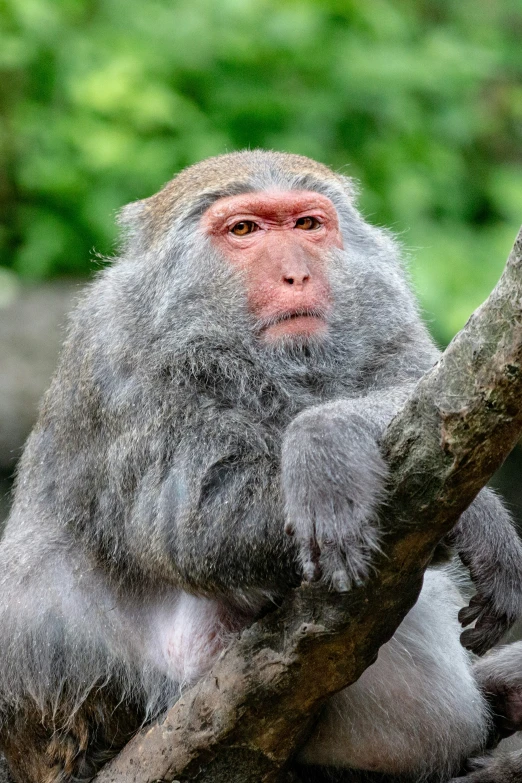 a gray monkey sitting on top of a tree nch