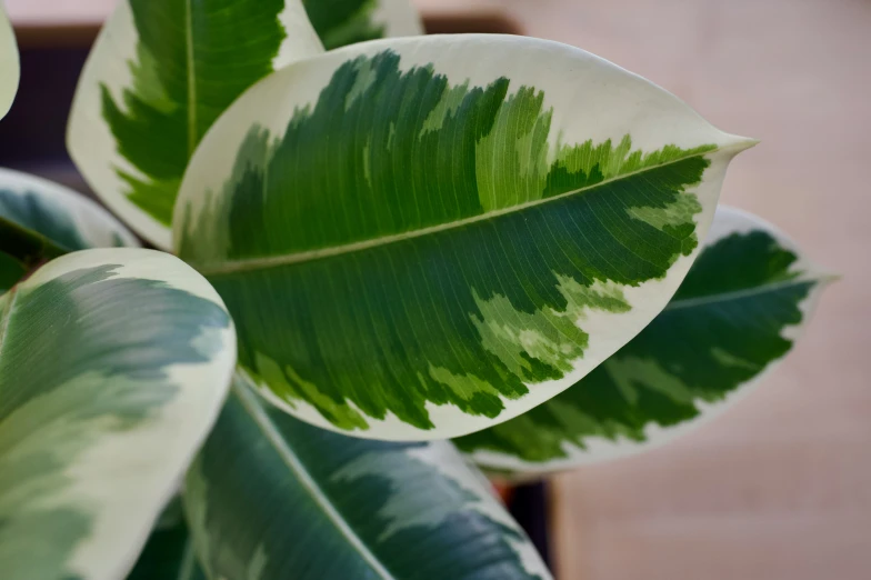 a potted plant with leaf pattern and green leaves