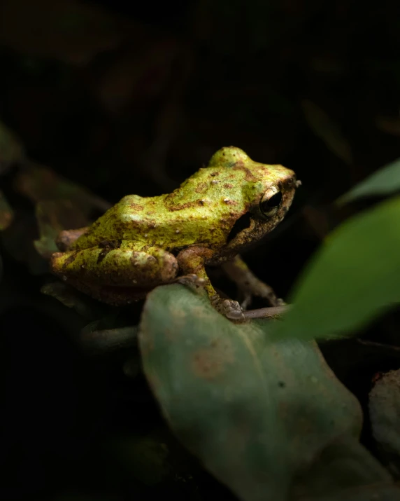 the frog sits on the leaves in the dark