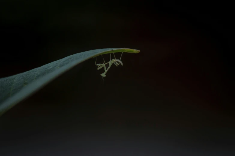 a bug sitting on the tip of a plant