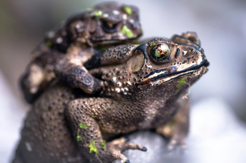 two small frogs with green leaves on their backs