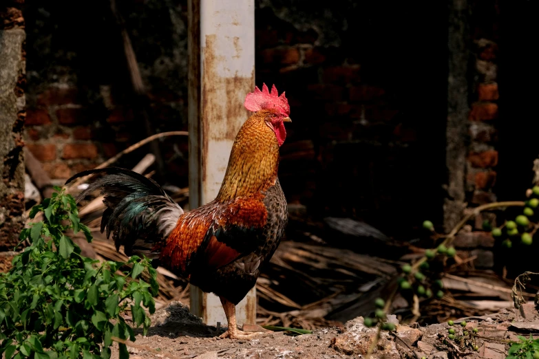 a very pretty rooster by some leaves outside