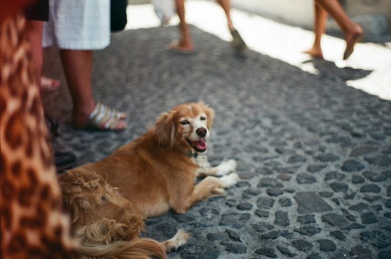 brown dog laying on the ground next to several people