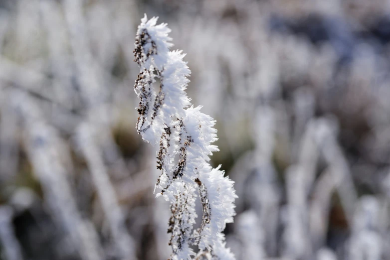 frosty nches with small brown leaves stand out in the field