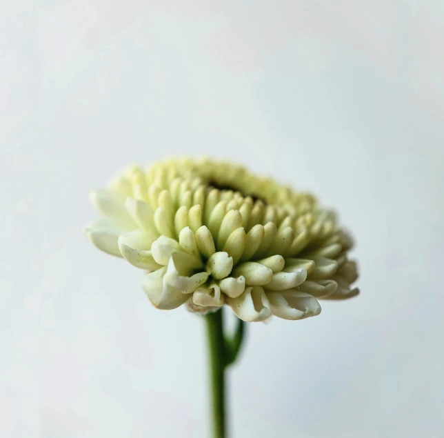 a flower with multiple petals in a white background