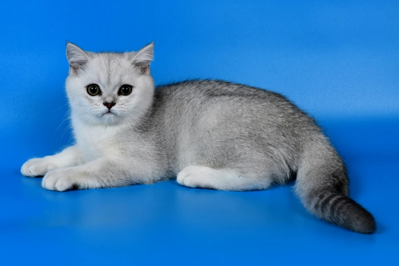 a grey cat sitting on top of a blue background
