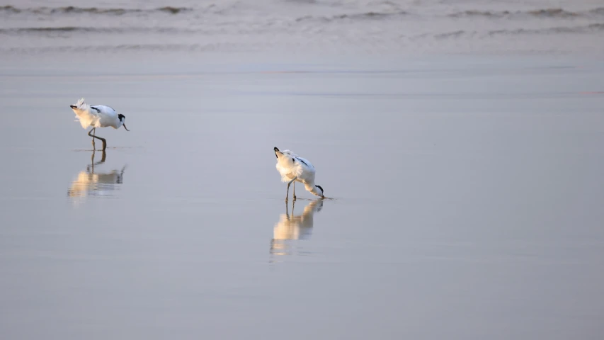two small birds are standing in the water