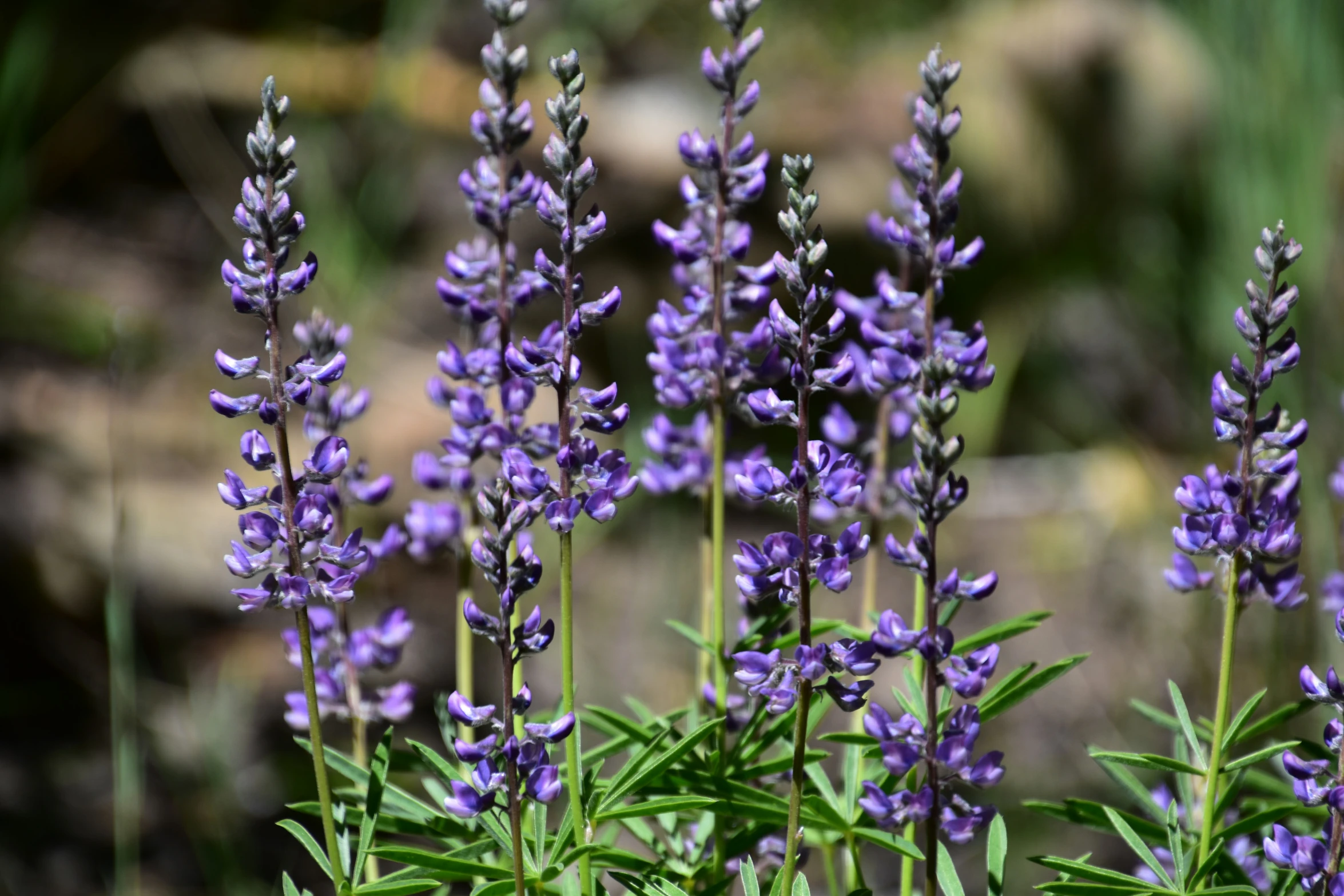 lavender flowers and greenery in the sunlight